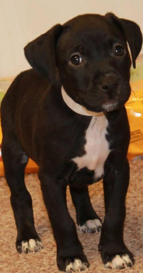 Pk Litter Elaine - ADOPTED 03.15.14