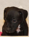 Pk Litter Elaine - ADOPTED 03.15.14
