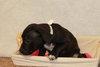 Pk Litter Elaine - ADOPTED 03.15.14
