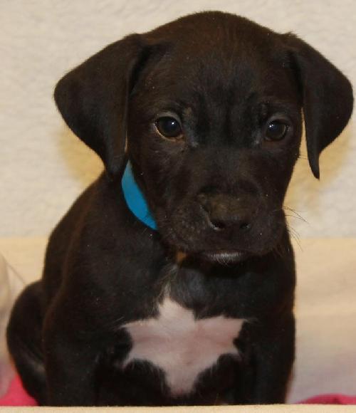 Pk Litter Elmo - ADOPTED 03.17.14