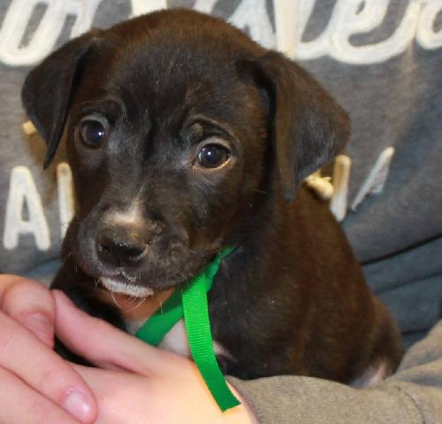 Pk Litter Eli - ADOPTED 03.20.14