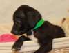 Pk Litter Eli - ADOPTED 03.20.14