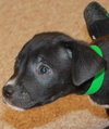 Pk Litter Eli - ADOPTED 03.20.14