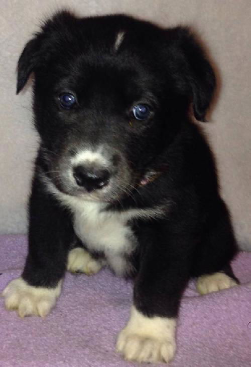 Qk Litter Melinda - ADOPTED 02.22.14