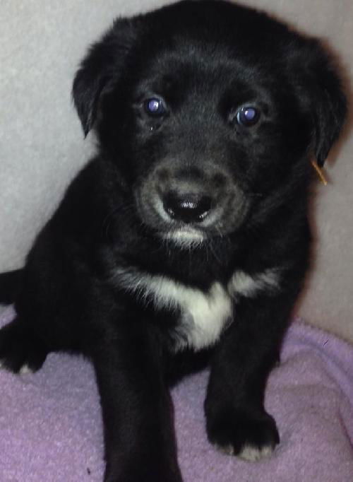 Qk Litter Melony - ADOPTED 03.03.14