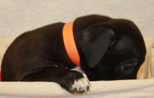 Pk Litter Ella - ADOPTED 03.27.14