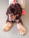 Wyler-ADOPTED 03.03.14