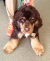 Wyler-ADOPTED 03.03.14