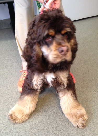 Wyler-ADOPTED 03.03.14