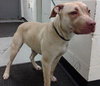Sweetie - ADOPTED 03.20.14
