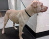 Sweetie - ADOPTED 03.20.14