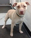 Sweetie - ADOPTED 03.20.14