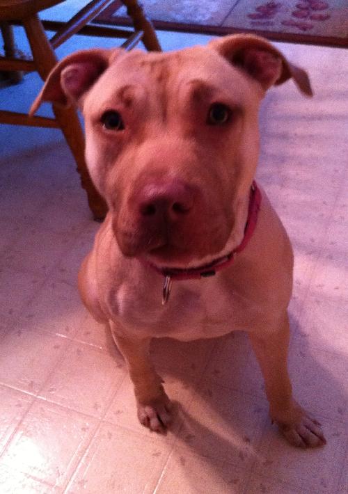 Sweetie - ADOPTED 03.20.14