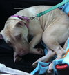 Sweetie - ADOPTED 03.20.14