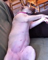 Sweetie - ADOPTED 03.20.14