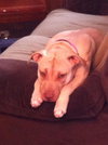 Sweetie - ADOPTED 03.20.14