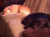 Sweetie - ADOPTED 03.20.14