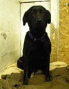 Kahula - ADOPTED 03.14.14