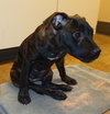 Smudgy - ADOPTED 04.09.14