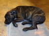 Smudgy - ADOPTED 04.09.14