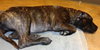 Smudgy - ADOPTED 04.09.14