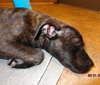 Smudgy - ADOPTED 04.09.14