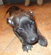 Smudgy - ADOPTED 04.09.14