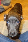 Smudgy - ADOPTED 04.09.14
