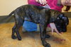 Smudgy - ADOPTED 04.09.14