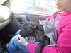 Smudgy - ADOPTED 04.09.14