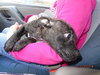 Smudgy - ADOPTED 04.09.14