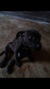 Smudgy - ADOPTED 04.09.14