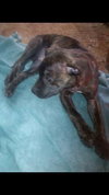 Smudgy - ADOPTED 04.09.14
