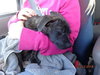 Smudgy - ADOPTED 04.09.14