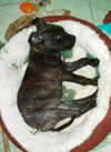 Smudgy - ADOPTED 04.09.14