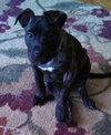 Smudgy - ADOPTED 04.09.14