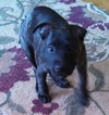 Smudgy - ADOPTED 04.09.14