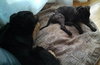 Smudgy - ADOPTED 04.09.14