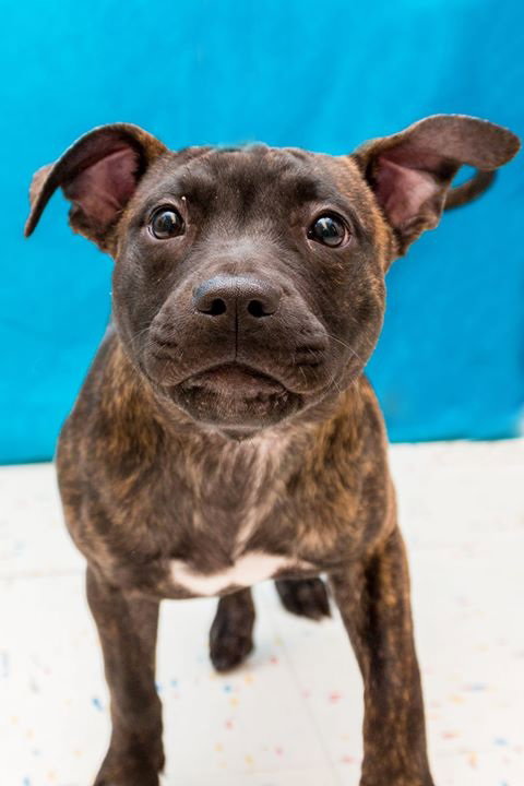 Smudgy - ADOPTED 04.09.14