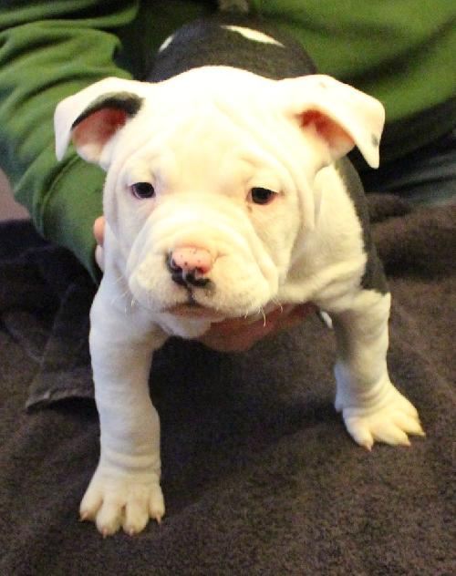 Rk Litter Lady Abigale - ADOPTED 03.15.14