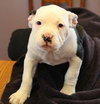 Rk Litter Lady Abigale - ADOPTED 03.15.14