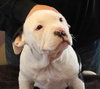 Rk Litter Lady Abigale - ADOPTED 03.15.14