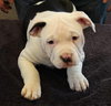 Rk Litter Lady Abigale - ADOPTED 03.15.14