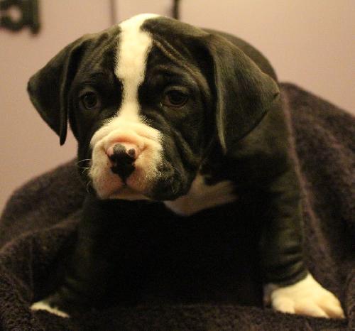 Rk Litter Adele - ADOPTED 03.22.14