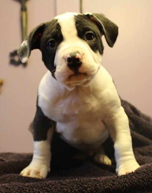 Rk Litter-Abe - ADOPTED 03.19.14