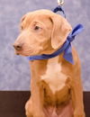 Token - ADOPTED 03.09.14
