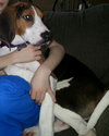 Arbee - ADOPTED 03.24.14