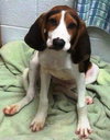 Arbee - ADOPTED 03.24.14