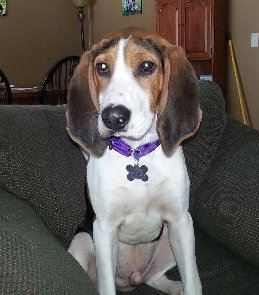 Arbee - ADOPTED 03.24.14