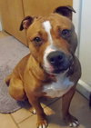 Foxy Brown - ADOPTED 04.05.14